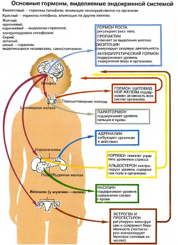 Hormones mâles dans le corps d'une fille