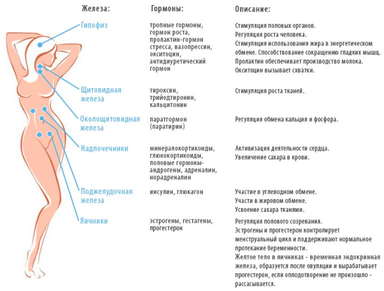 Hormones mâles dans le corps d'une fille