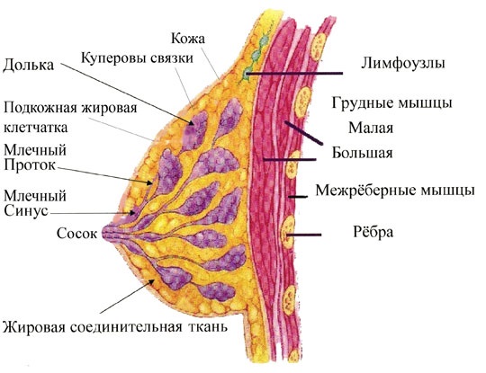 Quanto custa a cirurgia de aumento do busto?