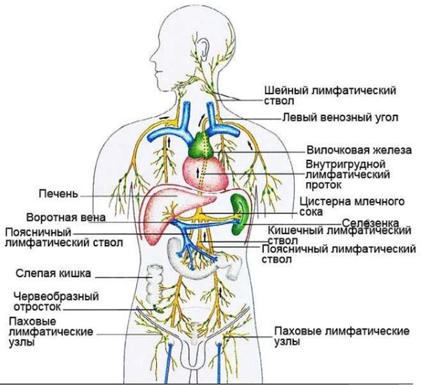 Localizarea organelor interne