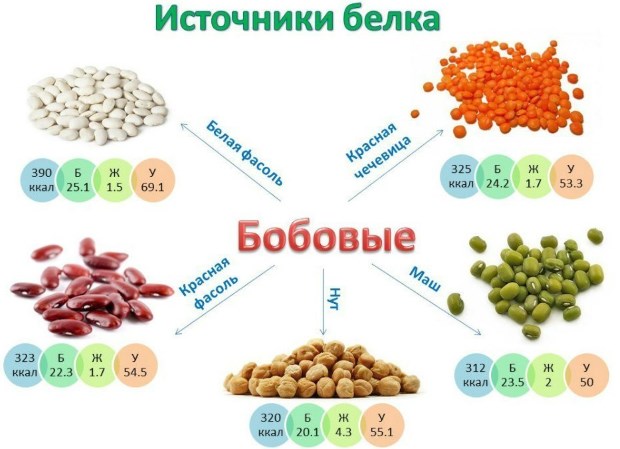 Pierderea în greutate a alimentelor cu proteine: listă și tabel cu alimente cu calorii