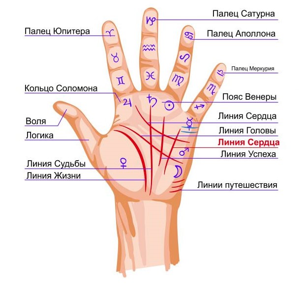 Semnificația liniilor de pe palma mâinii drepte și stângi pentru femei și bărbați. Chiromatică în imagini într-un limbaj accesibil cu o fotografie