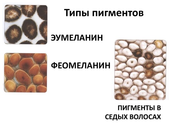 Vopsele pentru părul gri. Cum să pictezi fără amoniac, evidențiind, paleta de culori a vopselelor profesionale