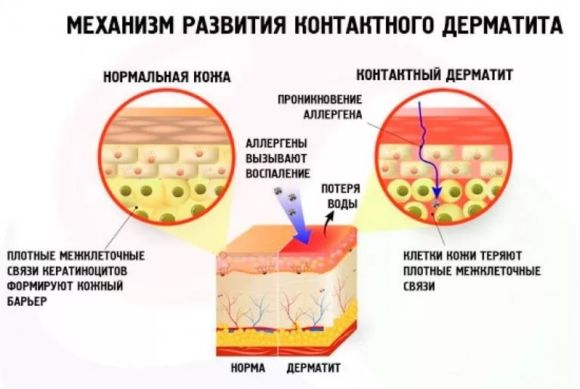 Cum să verificați compoziția cosmeticelor pentru siguranță online. Analiza constituenților chimici, analiză, decodificare