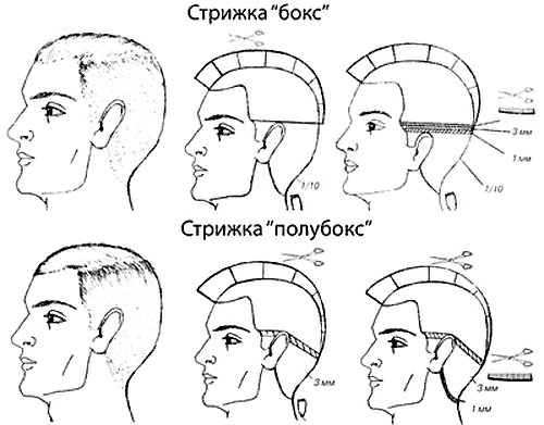 Corte de cabelo de boxe e semi-boxe. A diferença é como cortar com têmporas raspadas, tecnologia de execução, instruções